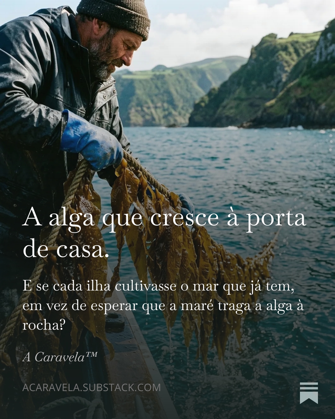 A alga que cresce à porta de casa