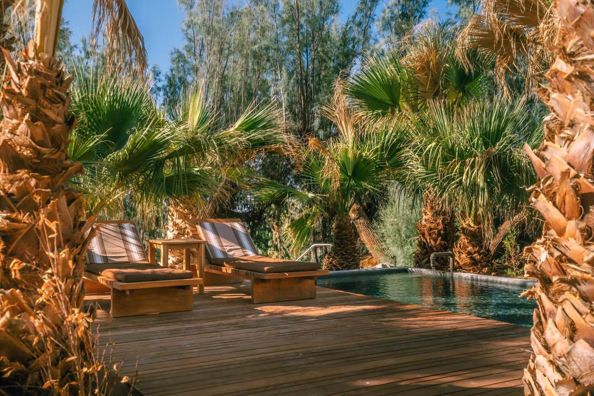 Two Bunch Palms