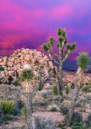 Joshua trees against a vibrant pink desert sky at sunset