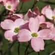 Dogwood (Cornus spp.)
