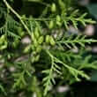 Cypress (Cupressus spp., Cupressus sempervirens, Cupressus arizonica)