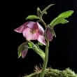Black hellebore (Helleborus niger, Helleborus nigra)