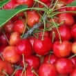 Cherry (Prunus africana, Prunus emarginata, Prunus serotina)