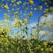 Mustard (Brassica alba, Brassica juncea, Brassica nigra)
