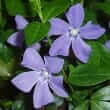 Periwinkle