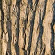 Willow bark (Salix spp.)