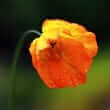 Globemallow