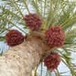 Date palm (Phoenix dactylifera)