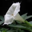 Angel's trumpet (Brugmansia and Datura species)