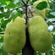 Jackfruit (Artocarpus heterophyllus)