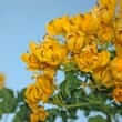 Nomame (Cassia nomame)