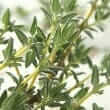 Thyme (Thymus vulgaris)