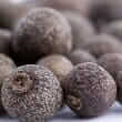 Allspice (Pimenta dioica)