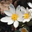 Bloodroot (Sanguinaria canadensis)