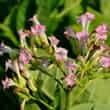 Tree tobacco (Nicotiana glauca)