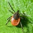 Lyme disease