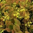 Horny goat weed (Epimedium grandiflorum)