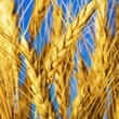 Barley (Hordeum vulgare)