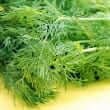Dill (Anethum graveolens)