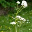 Valerian (Valeriana officinalis L.)