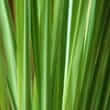 Lemongrass (Cymbopogon citratus, Cymbopogon nardus)