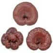 Reishi mushroom (Ganoderma lucidum)