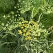 Fennel (Foeniculum vulgare Mill.)