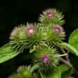 Burdock (Arctium lappa)