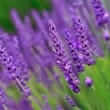 Lavender (Lavandula angustifolia Miller)