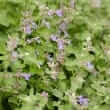 Catnip (Nepeta cataria)