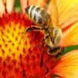 Bee pollen