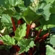 Rhubarb