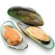 Green-lipped mussel (Perna canaliculus)
