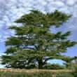 Cedar (Cedrus spp.)