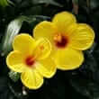 Hibiscus (Hibiscus spp.)