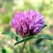 Red clover (Trifolium pratense)