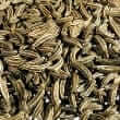 Caraway (Carum carvi)