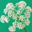 Khella (Ammi visnaga)