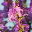 Banaba (Lagerstroemia speciosa L.)