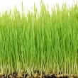 Wheatgrass (Triticum aestivum)
