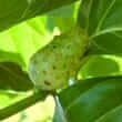 Noni (Morinda citrifolia)