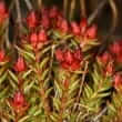 Rhodiola (Rhodiola spp.)