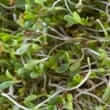 Alfalfa (Medicago sativa)