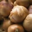 Onion (Allium cepa)