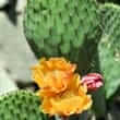 Nopal (Opuntia)