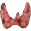 Thyroid extract