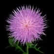 Milk thistle (Silybum marianum)