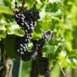 Grape seed (Vitis vinifera, Vitis coignetiae)