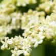 Elderberry and elder flower (Sambucas nigra L.)