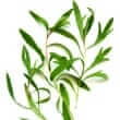 Tarragon (Artemisia dracunculus)